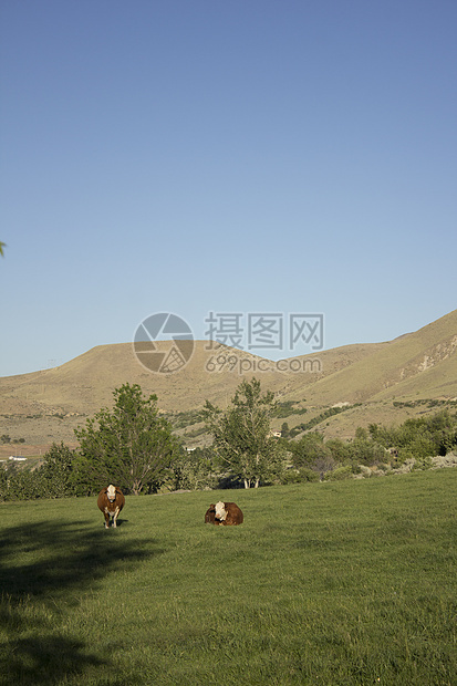 牛在牧草中吃草好奇心农场风光摄影视图场地土地动物天空牧场图片