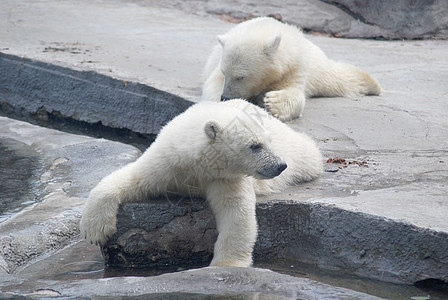 两只白熊幼熊 躺在石头上野生动物幼兽婴儿孩子动物掠夺性哺乳动物动物园捕食者荒野图片