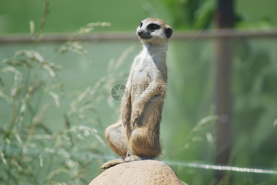 Meerkat 肖像 沙漠野生生物哺乳动物野生动物鼻子动物猫鼬眼睛荒野图片