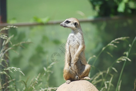 Meerkat 肖像 沙漠野生生物荒野野生动物哺乳动物猫鼬动物眼睛鼻子图片