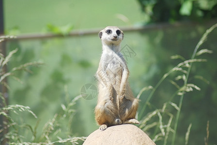 Meerkat 肖像 沙漠野生生物哺乳动物野生动物鼻子眼睛荒野动物猫鼬图片