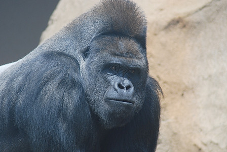 一个黑毛大猩猩的近身银背男性生活女性男人动物领导者荒野国王野生动物图片