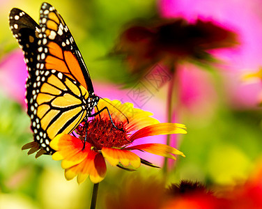 美丽的花朵上蝴蝶图片