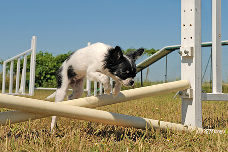 跳跃的吉娃娃犬类训练闲暇宠物动物竞赛黑色伴侣白色运动图片