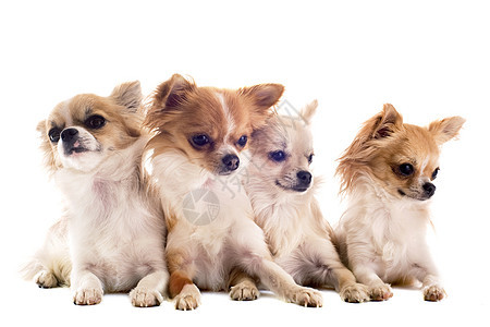 吉华人宠物动物工作室伴侣犬类白色棕色团体小狗图片