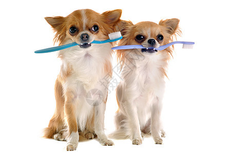 吉娃娃和牙刷伴侣动物工作室白色口服牙齿宠物洗涤卫生夫妻图片