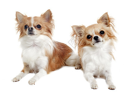 2个吉娃娃小狗动物工作室白色犬类宠物伴侣棕色图片