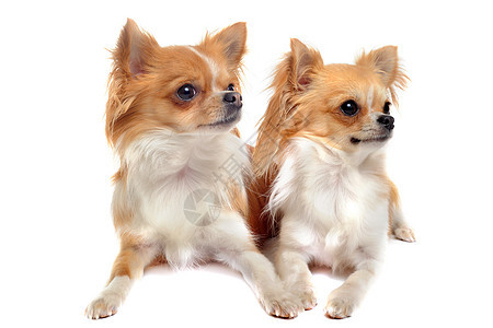 两对吉娃娃棕色小狗宠物犬类伴侣夫妻女性白色动物男性图片