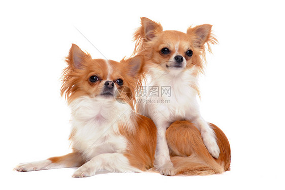2个吉娃娃工作室女性白色犬类男性棕色伴侣动物夫妻小狗图片