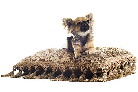 小狗吉娃娃软垫工作室白色棕色伴侣犬类流苏动物宠物图片