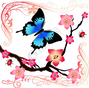 夏季卡艺术翅膀自由蝴蝶装饰品插图活力昆虫樱花漏洞图片