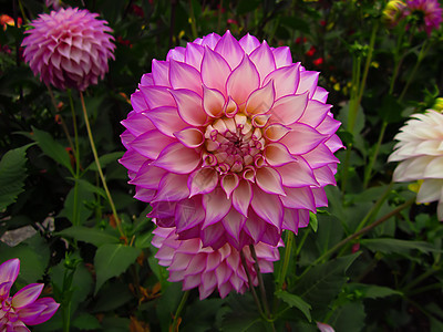 紫色和白达丽雅绿色花园季节性植物植物学园艺季节花粉花瓣白色图片