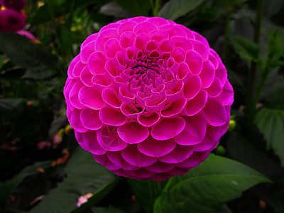 粉红 Dahlia粉色花粉花园园艺花瓣绿色季节性季节植物群植物图片