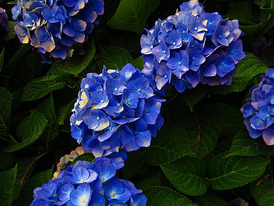 蓝蓝色黑兰花acolor植物群绿色花粉花园季节花瓣园艺绣球花植物季节性图片