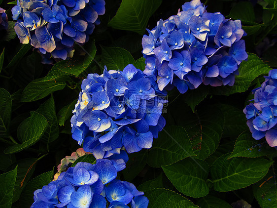 蓝蓝色黑兰花acolor植物群绿色花粉花园季节花瓣园艺绣球花植物季节性图片