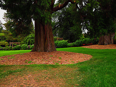 花园景观绿化园林绿色花瓣绿地植物季节国家季节性植物学图片