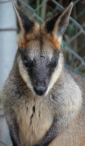 小型澳大利亚瓦拉比荒野毛皮小袋鼠袋鼠棕色头发野生动物耳朵动物群哺乳动物图片