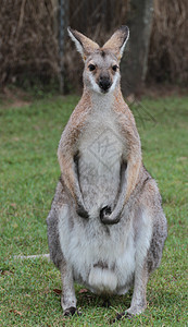 小型澳大利亚瓦拉比野生动物头发耳朵毛皮小袋鼠棕色哺乳动物荒野袋鼠动物群图片