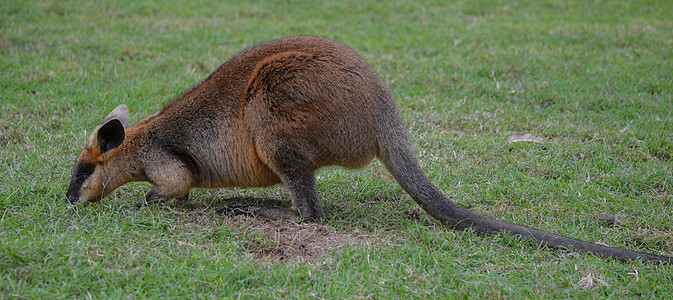 小型澳大利亚瓦拉比袋鼠动物群野生动物哺乳动物棕色耳朵荒野毛皮小袋鼠头发图片