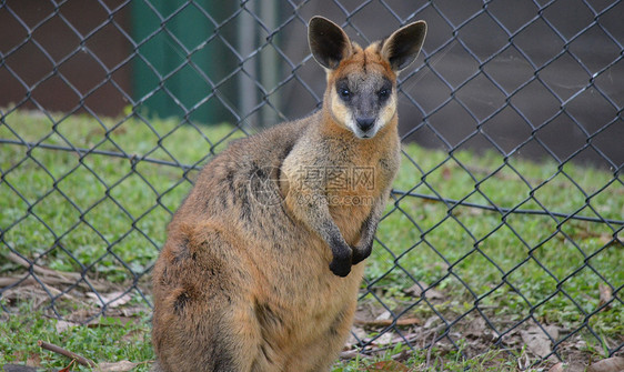 小型澳大利亚瓦拉比毛皮棕色袋鼠荒野野生动物耳朵小袋鼠哺乳动物头发动物群图片