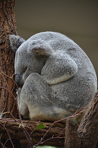 澳大利亚Koala灰色桉树动物哺乳动物柔软度荒野盎司毛皮野生动物图片