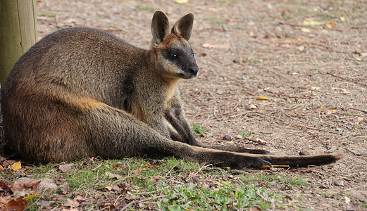 小型澳大利亚瓦拉比荒野棕色哺乳动物动物群袋鼠耳朵野生动物毛皮小袋鼠头发图片