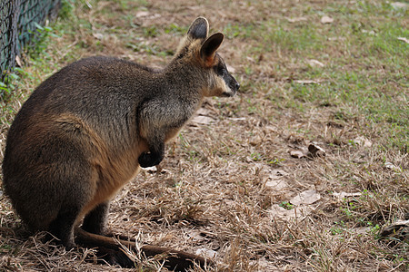 小型澳大利亚瓦拉比耳朵野生动物袋鼠小袋鼠头发动物群毛皮荒野棕色哺乳动物图片