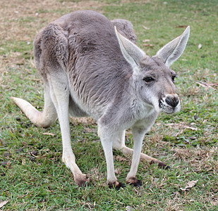 澳大利亚灰色袋鼠毛皮荒野动物动物群生物哺乳动物野生动物图片