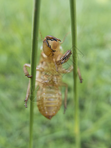 清空 cicada 贝壳动物地衣学家动物学生物学绿色昆虫野生动物天线刺槐图片