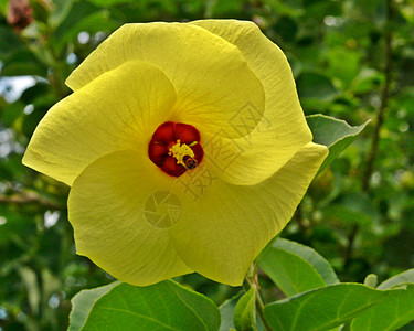 美麻植物群花瓣热带花园植物植物学高清图片