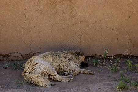 疲累的狗狗棕色哺乳动物休息流浪黏土红色犬类说谎睡眠动物图片