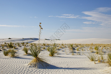 白沙国家纪念碑     荒漠植物图片