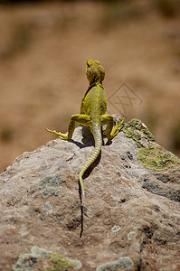 黄蜥蜴/Gecko - 宏观图片