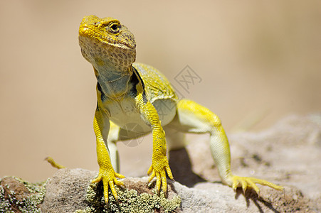 黄色蜥蜴/ Gecko - 接近图片