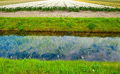 喷气运河太阳季节花园农田种植园百合土地叶子灌溉农场图片