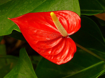 红花雨林热带植物黄色背景图片