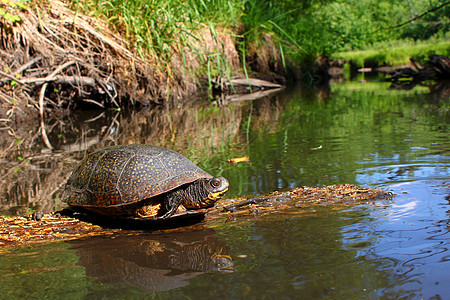白金海龟在日志上敲打生物学植被动物群溪流乌龟反射疱疹荒野森林爬行动物图片