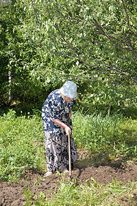 年老的妇女在园中工作图片