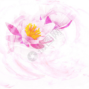 白纸上孤立的粉红水百合水彩色插图植物异国植物群荒野花瓣冥想叶子宏观热带荷花图片