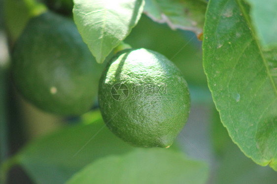 种植柠檬绿色植物生长叶子花园水果图片