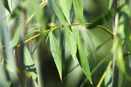 柳木树处图片