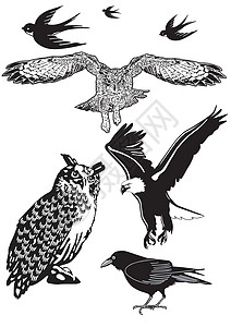 猫头鹰 燕子 乌鸦图片