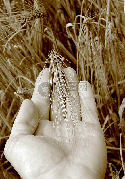 进食食品场地天空土地生活生长玉米大麦场景季节食物图片