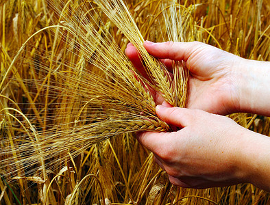 进食食品生活土地场景耳朵种子面包粮食季节天空农学家图片