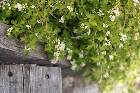 楼梯上的花朵白色台阶白花花丛感觉木头植物绿色小白花灰色背景图片