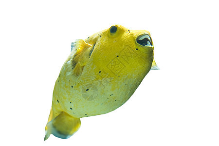 金鳍金鱼海鱼牙齿热带黄色水族馆热带鱼动物图片