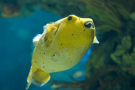 金鳍金鱼牙齿热带鱼水族馆热带海鱼动物黄色图片