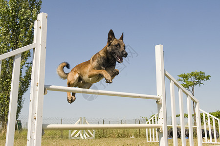 跳跃麦地诺训练宠物牧羊人警觉锻炼运动棕色犬类动物图片