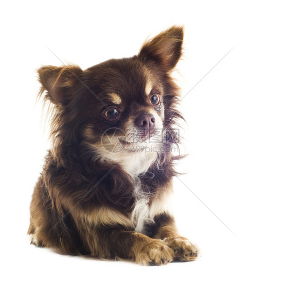 吉瓦华人动物犬类棕色伴侣工作室男性宠物白色图片