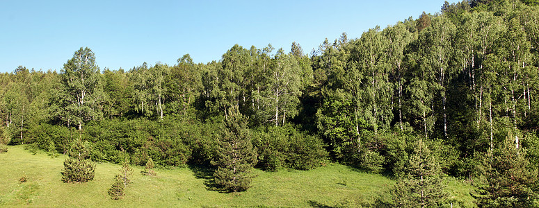 Zlatibor全景游客草地高地植物群森林农村爬坡乡村旅行旅游图片